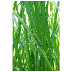 Acorus calamus, Kalmus, ca. 9x9 cm Topf, aromatisch