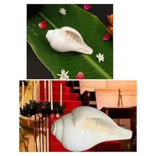 Exklusive Global Religiöse Sawan Hindu-Puja Blasmuschel (Bajanewala Puja Shankh) 7,6 cm Heimtempel
