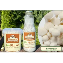 NEU! Buchenpilz-Pilzbrut BIO