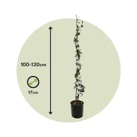 Plant in a Box - Trachelospermum jasminoides 2er set Höhe 110-120cm