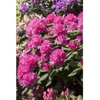 Pflanzen Für Dich Rhododendron Hybr. 'Catharine van Tol', rosa