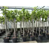 grünwaren Feigenbaum 160-180 cm Obstbaum winterhart kräftiger Stamm, Ficus Carica, Feige, Obst
