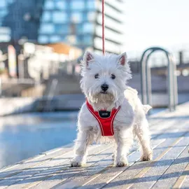 DOG Copenhagen Comfort Walk Go Hundegeschirr Rot M