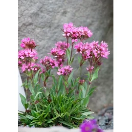 PlantaPro Lychnis alpina 9x9 cm Topf – Winterhart, Mehrjährig, Pflegeleicht – Alpen-Lichtnelke – Staude für Steingarten & Beet