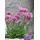 PlantaPro Lychnis alpina 9x9 cm Topf – Winterhart, Mehrjährig, Pflegeleicht – Alpen-Lichtnelke – Staude für Steingarten & Beet