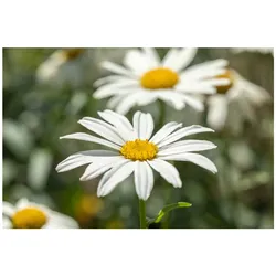 Leucanthemum x superbum 'Gruppenstolz', Margerite, weiß, ca. 9x9 cm Topf