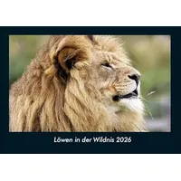 Vero Kalender Löwen in der Wildnis 2026 Fotokalender DIN