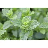Pflanzen Für Dich Mentha spicata Maroccan Grüne Minze, ca. 9x9 cm Topf