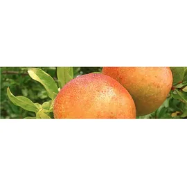 Werkmeister Granatapfelkernkissen Kryotherm natur groß 1 St