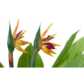 Gasper Strelitzia getopft ¦ grün ¦ Kunststoff ¦ Maße (cm): H: 80