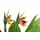 Gasper Strelitzia getopft ¦ grün ¦ Kunststoff ¦ Maße (cm): H: 80
