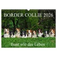Calvendo Border Collie 2026 (Wandkalender 2026 DIN A3 quer),