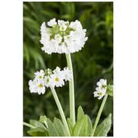 Pflanzen Für Dich Primula denticulata 'Alba', Kugelprimel, weiß, ca.