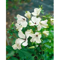 Pflanzen-für-dich.de Clematis viticella 'Alba Luxurians', weiß-grün, 40–60 cm