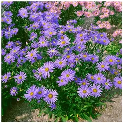 Aster amellus 'Glücksfund', Berg-Aster, violett, ca. 9x9 cm Topf