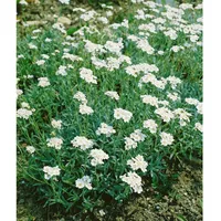 Pflanzen Für Dich Achillea ageratifolia, Silber-Garbe, weiß, ca. 9x9