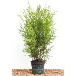 Thuja occidentalis 'Brabant', Lebensbaum, grün, 60–100 cm