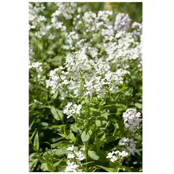 Hesperis matronalis 'Alba', Nachtviole, weiß, ca. 9x9 cm Topf