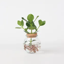 Plant in a Box - Balsamapfel - Clusia rosea 'Princess' - Höhe 25-35cm - Topf 20cm