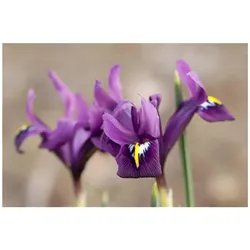 Iris reticulata 'J.S.Dijt', Netzblatt-Iris, violett, ca. 9x9 cm Topf