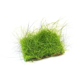 Eleocharis acicularis 10 x 15 Centimeter Pad