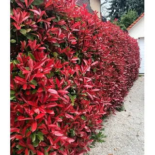 BALDUR Garten 1x immergrün Photinia-Hecke 'Red Robin', Pflanze im 9x9 cm-Topf, Glanzmispel winterhart, mehrjährig und schnellwachsend, Heckenpflanze, Photinia fraseri 'Red Robin', blühend