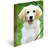A4 hunde