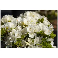 Pflanzen Für Dich Rhododendron obtusum 'Adonis', Azalee, rosa Blüten,