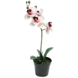 Kunstorchidee Kunstblume Phalaenopsis Orchidee CHENXU, rosa-Creme, 35 cm Orchidee (Orchidee phalaenopsis), artplants rosa
