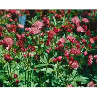 Pflanzen Für Dich Astrantia major 'Hadspen Blood', Sterndolde, dunkelrot,