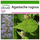 Saflax - Koreanische Minze - Agastache rugosa