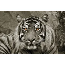 Bönninghoff Tiger 118x78cm (73907562-0)