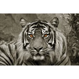 Bönninghoff Tiger 118x78cm (73907562-0)