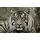 Bönninghoff Tiger 118x78cm (73907562-0)