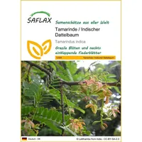 SAFLAX - Tamarinde - 4 Samen - Tamarindus indica
