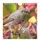 ALPHA EDITION GmbH & Co. KG Vögel in unserem Garten 2027: Postkartenkalender 16x17 cm mit 12 Vogelmotiven, Tisch- und Wandkalender, 12 Postkarten zum Heraustrennen