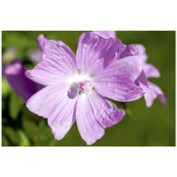 Pflanzen Für Dich Malva moschata, Moschusmalve, rosa, ca. 9x9