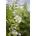 PlantaPro Kletterpflanze Clematis vitalba