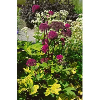 PlantaPro Angelica gigas 11x11 cm Topf – Winterhart, Pflegeleicht – Riesen-Engelwurz – Staude für Beet & Rabatte