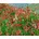 PlantaPro amplexicaulis Orange Field 11x11 Winterhart Mehrjährig Pflegeleicht Kerzenknöterich Staude für Beet Rabatte