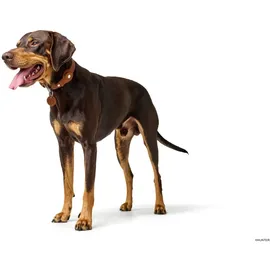 Hunter Viborg Hundehalsband Cognac 60