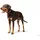 Hunter Viborg Hundehalsband Cognac 60