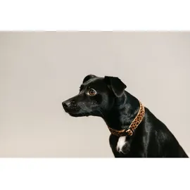 Kentucky Hundehalsband Eidechse beige XL\'45-75cm