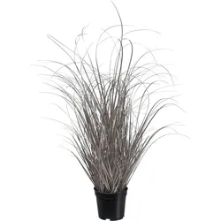 Kunstgras CREATIV GREEN "Gras", silber, H:73cm, Kunststoff, Kunstpflanzen, in moderner Farbgebung