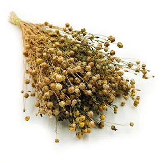Enchanted Dekogras Getrocknetes Gras Flachs Ziergras Leinen Trockenblumen Natürlich Boho 80 Stück Naturfarbe