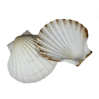 Percussion Muscheln As Cuncha Klein 10 cm (Paar)