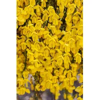 Pflanzen Für Dich Cytisus scoparius 'Golden Sunlight' 40–60 cm