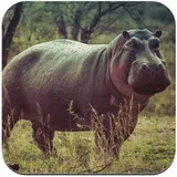 Untersetzer aus Kork, Nilpferd, Wildtiere, Natur, 1 Stück (95 x 95 mm)