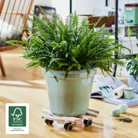 Wagner Pflanzenroller Paletti Ø 35 cm