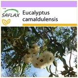 Saflax - Roter Fluss - Eucalyptus - Eukalyptus camaldulensis